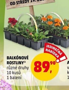 BALKÓNOVÉ ROSTLINY* - Penny Market aktualniletaky.eu
