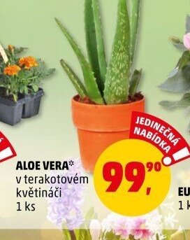 ALOE VERA* - Penny Market aktualniletaky.eu