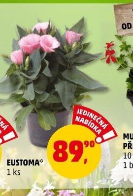 EUSTOMA* - Penny Market aktualniletaky.eu