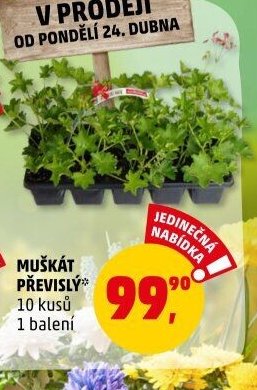 MUŠKÁT PŘEVISLÝ* - Penny Market aktualniletaky.eu