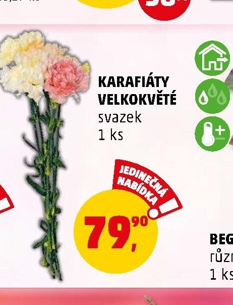 KARAFIÁTY VELKOKVĚTÉ svazek - Penny Market aktualniletaky.eu