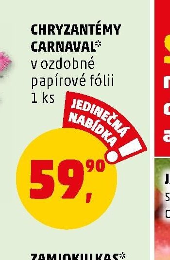CHRYZANTÉMY CARNAVAL* - Penny Market aktualniletaky.eu