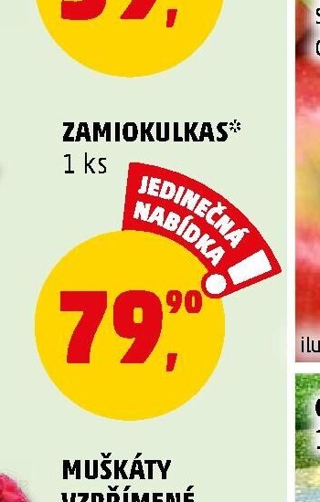 ZAMIOKULKAS* - Penny Market aktualniletaky.eu