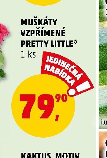 MUŠKÁTY VZPŘÍMENÉ PRETTY LITTLE* - Penny Market aktualniletaky.eu