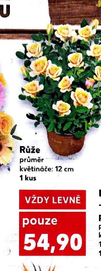 Růže