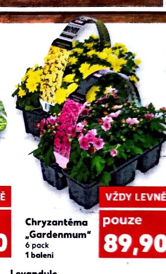 Chryzantéma Gardenmum