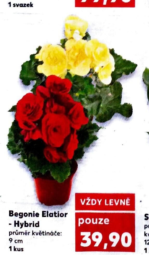 Begonie Elatior - Hybrid