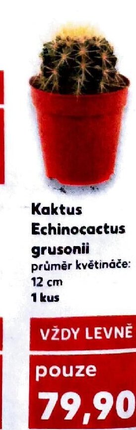 Kaktus Echinocactus grusonii