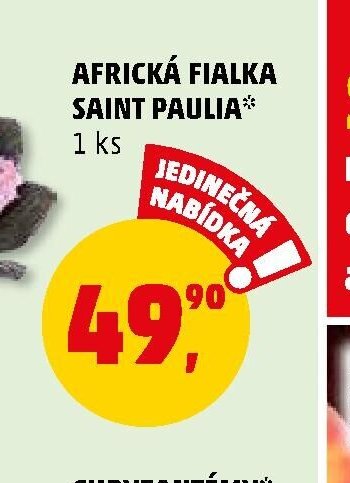 AFRICKÁ FIALKA SAINT PAULIA - Penny Market aktualniletaky.eu