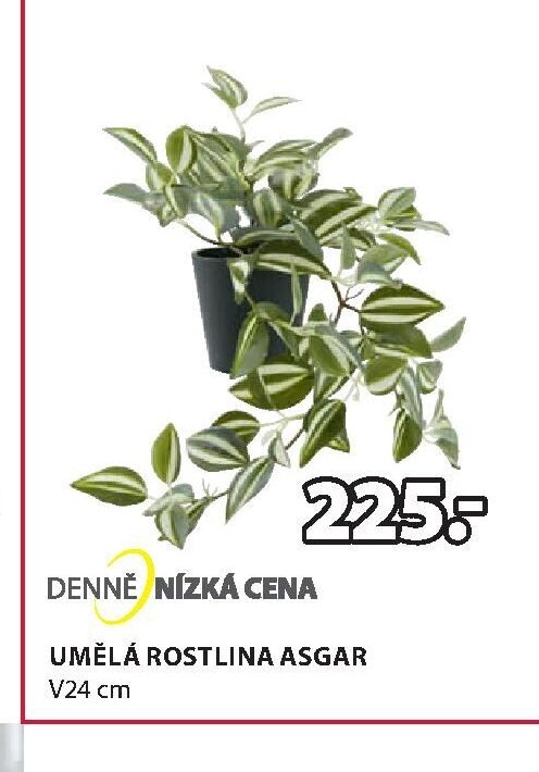 UMĚLÁ ROSTLINA ASGAR