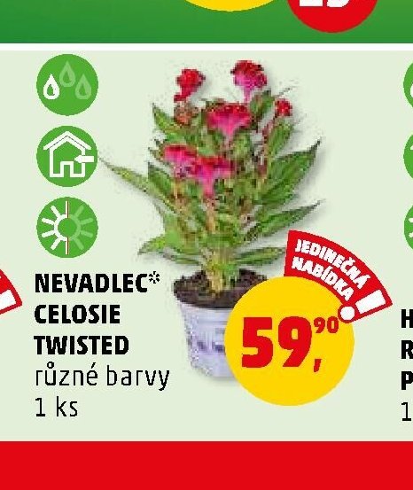 NEVADLEC CELOSIE TWISTED - Penny Market aktualniletaky.eu
