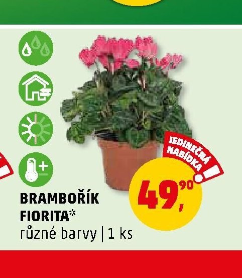 BRAMBOŘÍK FIORITA - Penny Market aktualniletaky.eu