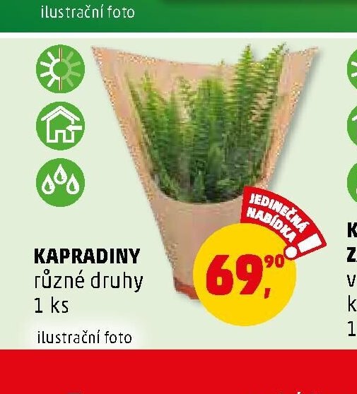 KAPRADINY různé druhy - Penny Market aktualniletaky.eu