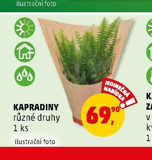 KAPRADINY - Penny Market aktualniletaky.eu