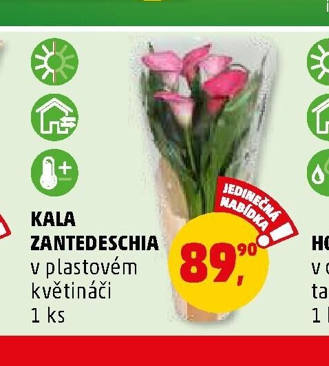 KALA ZANTEDESCHIA - Penny Market aktualniletaky.eu