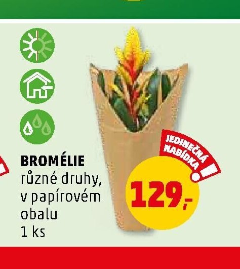 BROMÉLIE - Penny Market aktualniletaky.eu