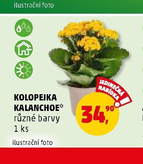 Kolopejka Kalanchoe - Penny Market aktualniletaky.eu