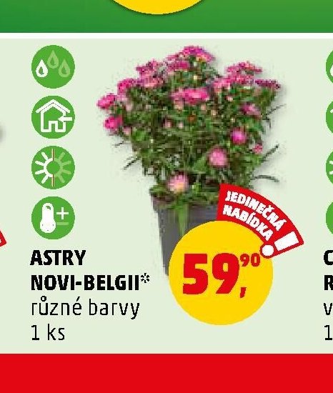 Astry Novi-Belgii - Penny Market aktualniletaky.eu