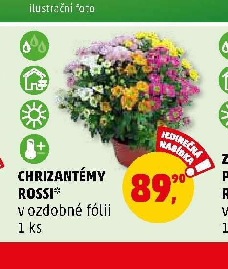 Chrizantémy Rossi - Penny Market aktualniletaky.eu