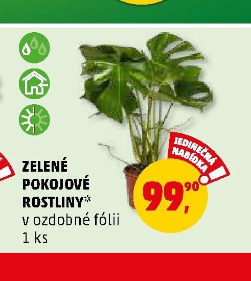 Zelené pokojové rostliny - Penny Market aktualniletaky.eu