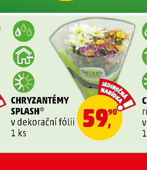 CHRYZANTÉMY SPLASH v dekorační fólii - Penny Market aktualniletaky.eu