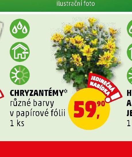 CHRYZANTÉMY různé barvy v papírové fólii - Penny Market aktualniletaky.eu