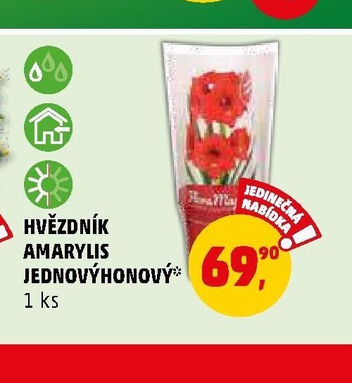 HVĚZDNÍK AMARYLIS JEDNOVÝHONEVÝ - Penny Market aktualniletaky.eu