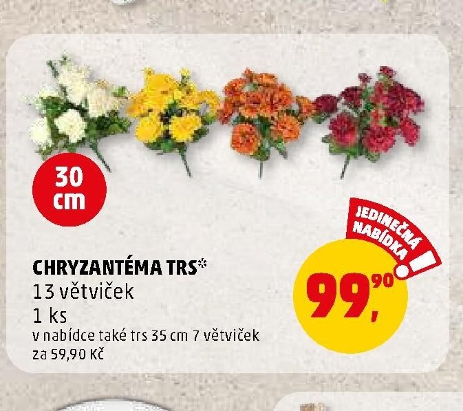 CHRYZANTÉMA TRS - Penny Market aktualniletaky.eu