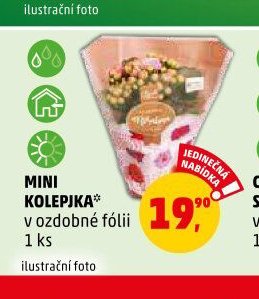 MINI KOLEJKA v ozdobné fólii - Penny Market aktualniletaky.eu
