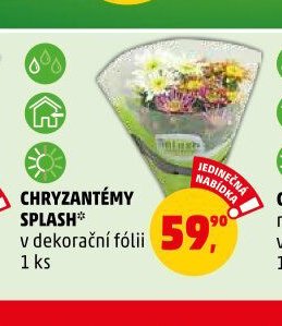 CHRYZANTÉMY SPLASH v dekorační fólii - Penny Market aktualniletaky.eu