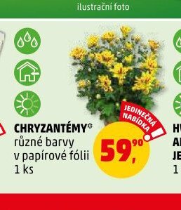CHRYZANTÉMY různé barvy v papírové fólii - Penny Market aktualniletaky.eu