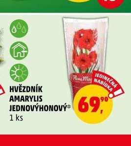 HVĚZDNÍK AMARYLIS JEDNOVÝHONOVÝ - Penny Market aktualniletaky.eu