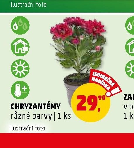 Chryzantémy - Penny Market aktualniletaky.eu