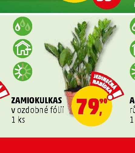 Zamiokulkas - Penny Market aktualniletaky.eu