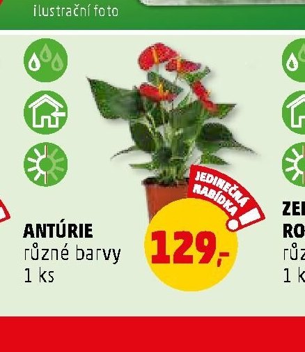 Antúrie - Penny Market aktualniletaky.eu