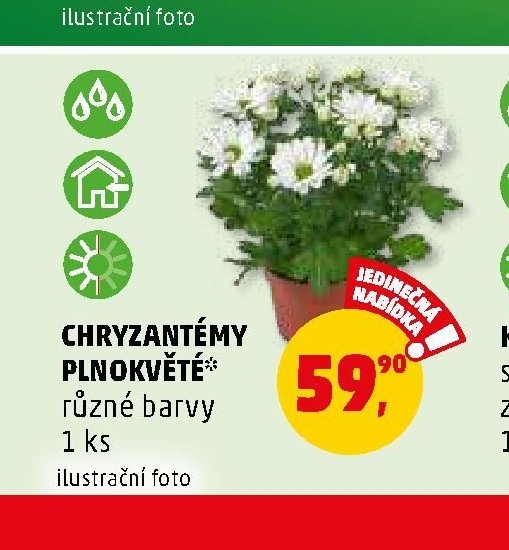CHRYZANTÉMY PLNOKVĚTÉ* různé barvy 1 ks - Penny Market aktualniletaky.eu