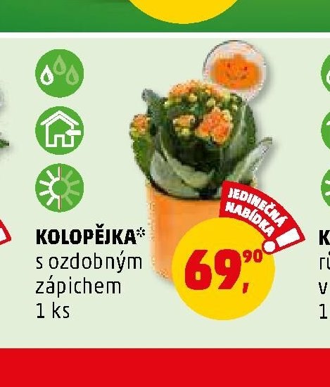 KOLOPĚJKA* s ozdobným zápichem 1 ks - Penny Market aktualniletaky.eu