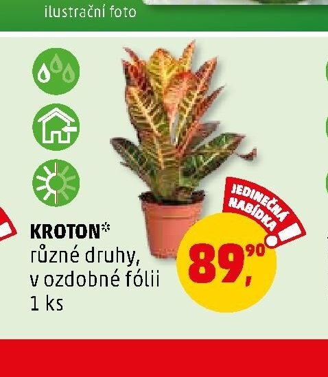 KROTON* různé druhy, v ozdobné fólii 1 ks - Penny Market aktualniletaky.eu