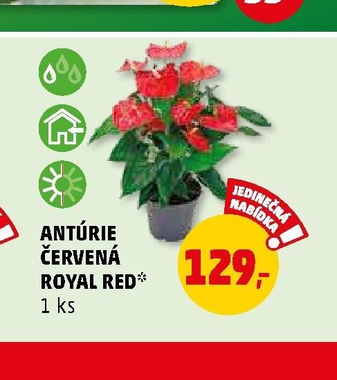 ANTÚRIE ČERVENÁ ROYAL RED* 1 ks - Penny Market aktualniletaky.eu