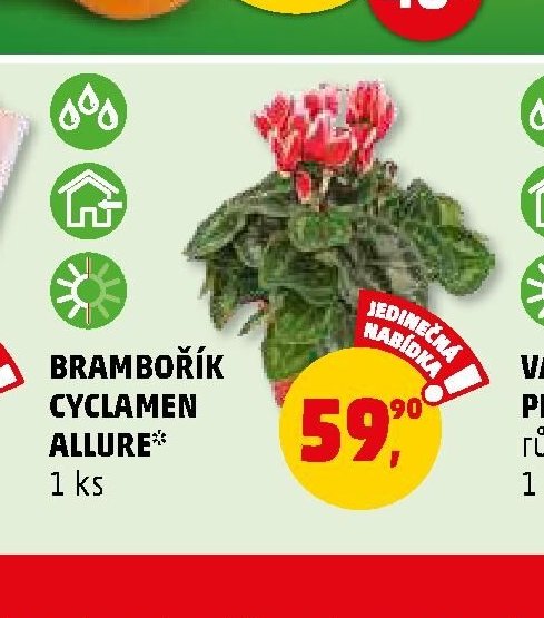 BRAMBOŘÍK CYCLAMEN ALLURE - Penny Market aktualniletaky.eu