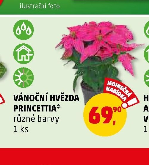 VÁNOČNÍ HVĚZDA PRINCETTIA - Penny Market aktualniletaky.eu