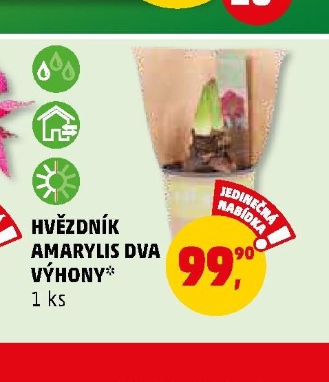 HVĚZDNÍK AMARYLIS DVA VÝHONY - Penny Market aktualniletaky.eu
