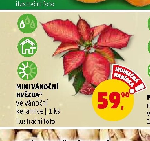 MINI VÁNOČNÍ HVĚZDA v keramice - Penny Market aktualniletaky.eu