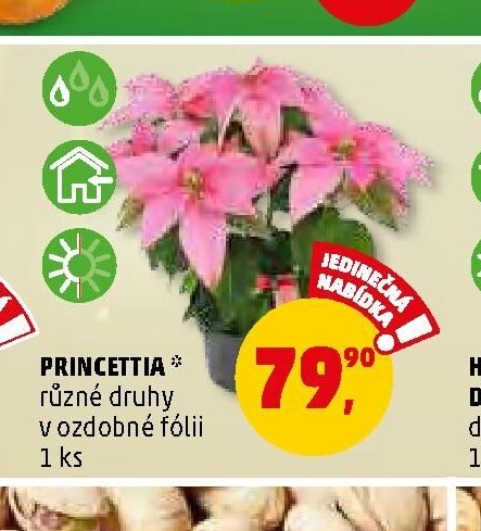 PRINCETTIA různé druhy v ozdobné fólii - Penny Market aktualniletaky.eu