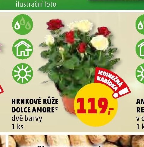 HRNKOVÉ RŮŽE DOLCE AMORE dvě barvy - Penny Market aktualniletaky.eu