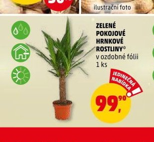 ZELENÉ POKOJOVÉ HRNKOVÉ ROSTLINY - Penny Market aktualniletaky.eu