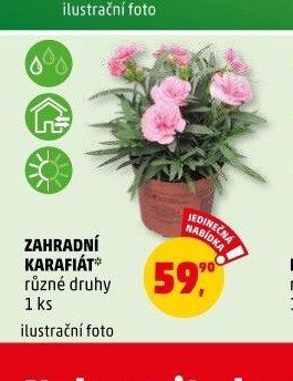 ZAHRADNÍ KARAFIÁT - Penny Market aktualniletaky.eu