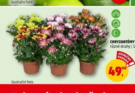 CHRYZANTÉMY - Penny Market aktualniletaky.eu