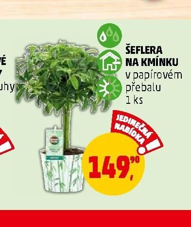 ŠEFLERA NA KMÍNKU - Penny Market aktualniletaky.eu