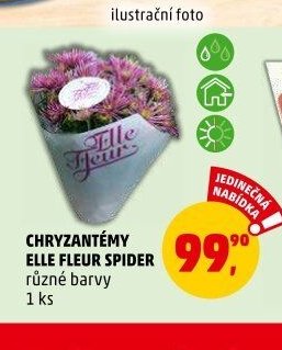 CHRYZANTÉMY ELLE FLEUR SPIDER - Penny Market aktualniletaky.eu